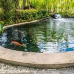 Koi pond